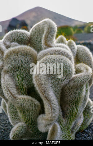 Cleistocactus strausii forma cristata silbrig-weißen sukkulente Pflanze Stockfoto