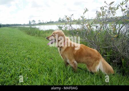 Golden Retriever Jagd im Sumpf Stockfoto