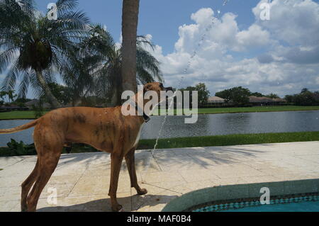 Hund Getränke Wasser an einem heißen Tag - Florida Stockfoto