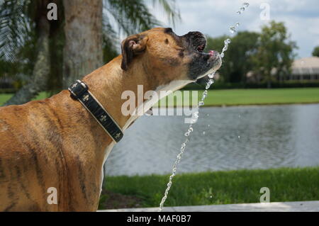 Hund Getränke Wasser an einem heißen Tag - Florida Stockfoto