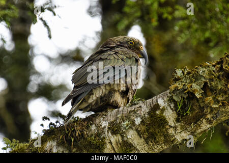 Wild Kea (Nestor notabilis) in einen Baum, Milford Sound, Fjordland, Neuseeland Stockfoto