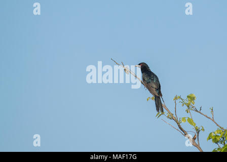 Vogel: Männlich der Asiatischen Koel thront auf einem Zweig. Stockfoto