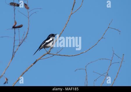 Porträt einer orientalischen Magpie Robin thront auf einem Zweig Stockfoto