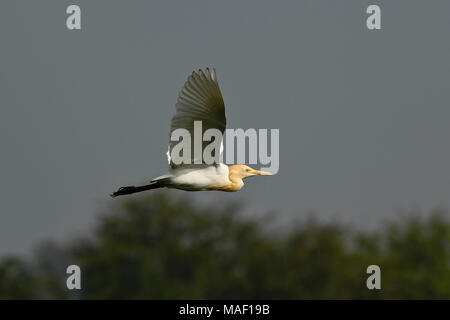 Vogel: in der Nähe von weißen Reiher im Flug Stockfoto