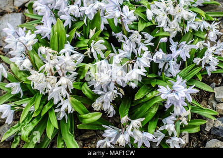 Scilla mischtschenkoana, Scilla tubergeniana – Tubergen Squill Ground Cover plant Early Squill Stockfoto