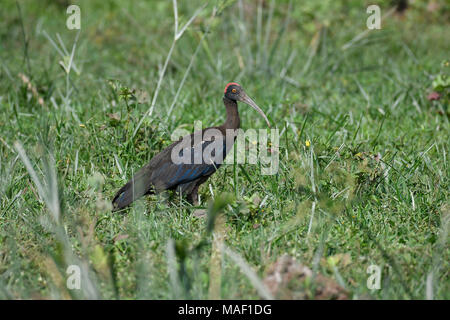 Vogel: Rot Naped Ibis auf der Suche nach Nahrung in Feuchtgebieten Stockfoto