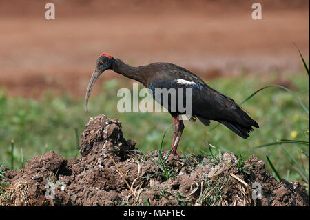 Vogel: Rot Naped Ibis auf der Suche nach Nahrung Stockfoto