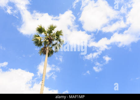 Zucker Palmen (borassus flabellifer) Asiatische Palmyra Toddy Palm, Palm, Palm, Zucker oder Kambodschanischen Palm, auf Sky Hintergrund bei Nonne, Thailand Stockfoto