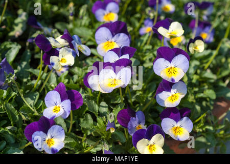 Heartsease, Styvmorsviol (Viola tricolor) Stockfoto