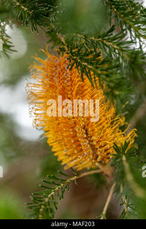 Heide-leaved Banksia, Laterne Banksia (Banksia ericifolia) Stockfoto