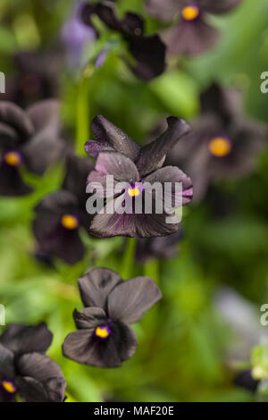 'Molly Sanderson "gehörnten Stiefmütterchen, Veilchen, Hornviol (Viola cornuta) Stockfoto