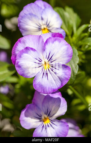 Heartsease, Styvmorsviol (Viola tricolor) Stockfoto