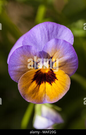 Heartsease, Styvmorsviol (Viola tricolor) Stockfoto