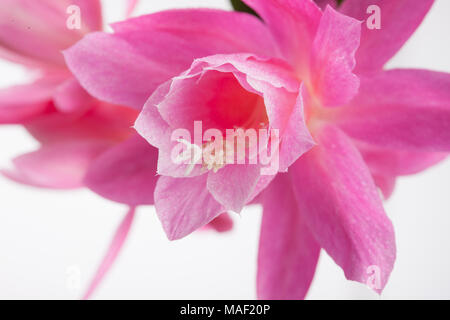 Deutsche Kaiserin, Drottningkaktus (Disocactus phyllanthoides) Stockfoto