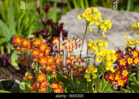 Gemeinsame, Gullviva Schlüsselblume (Primula Veris) Stockfoto