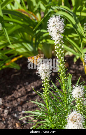 'Alba 'Blazing Star Pflanze, Rosenstav (Liatris spicata) Stockfoto