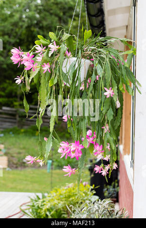 Deutsche Kaiserin, Drottningkaktus (Disocactus phyllanthoides) Stockfoto