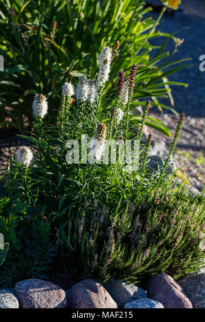 'Alba 'Blazing Star Pflanze, Rosenstav (Liatris spicata) Stockfoto