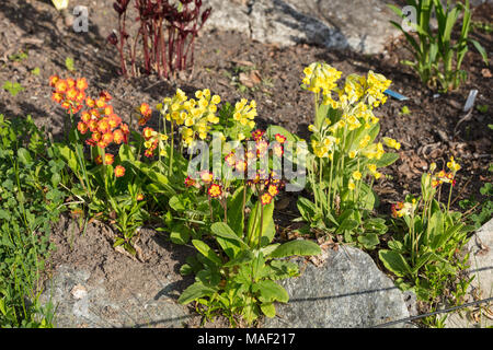 Gemeinsame, Gullviva Schlüsselblume (Primula Veris) Stockfoto