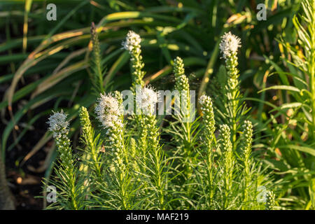 'Alba 'Blazing Star Pflanze, Rosenstav (Liatris spicata) Stockfoto