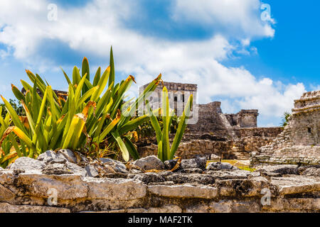 Agave auf der alten zerstörten Mauer mit alten Maya Tempel im Hintergrund, Tulum, Yucatan, Mexiko Stockfoto