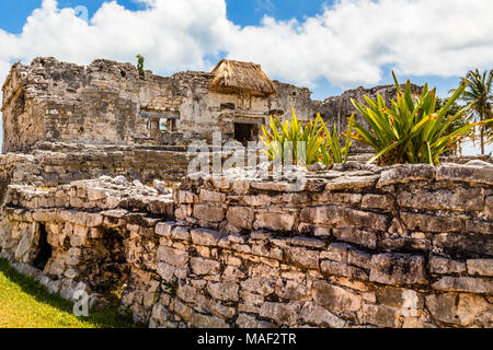 Agave auf der alten zerstörten Mauer mit alten Maya Tempel im Hintergrund, Tulum, Yucatan, Mexiko Stockfoto