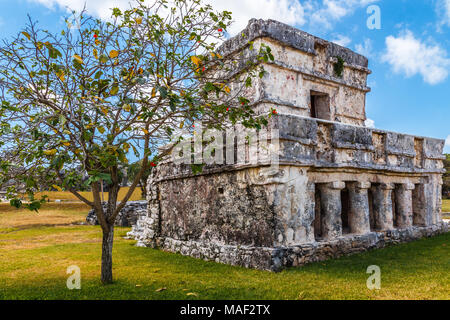 Alten zerstörten alten Maya Haus mit Baum im vorderen, Tulum, Yucatan, Mexiko Stockfoto