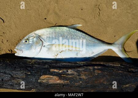 Stolz Fischer mit frischem Fang des Tages, wahrscheinlich Giant Trevally (Caranx Ignobilis) Shelly Cove Trail am Kap Pallarenda Conservation Park Stockfoto