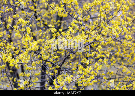 Carneol cherry Hartriegel, Cornus Mas'Joliko' Blüte im Frühjahr Stockfoto