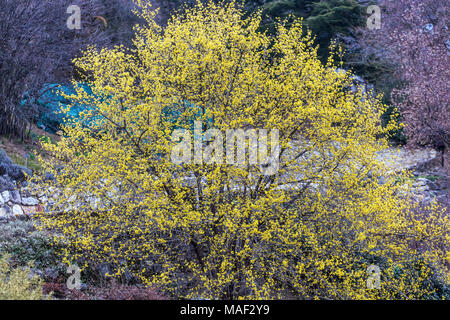 Maiskirsche, Cornus Mas ' Jolico ' blüht im Frühling in Form eines Maisbaums Stockfoto