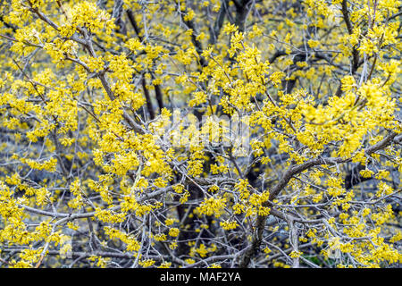 Maiskirsche, Cornus Mas' Jolico' Blütenstrauch Stockfoto