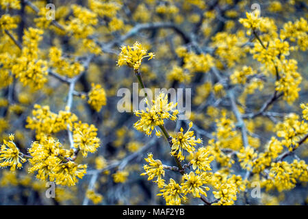 Maiskirsche, Cornus Mas ' Jolico ' blüht im Frühling auf Ästen Stockfoto