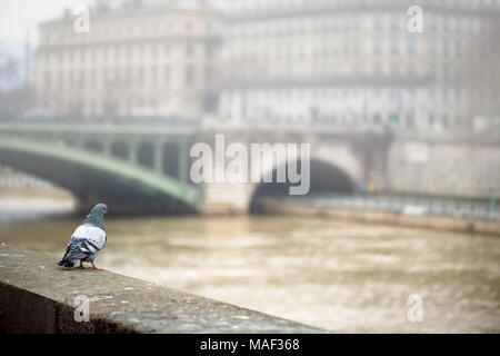 Taube sitzend auf dem Bahndamm in der Nähe des Flusses im Nebel. Stockfoto