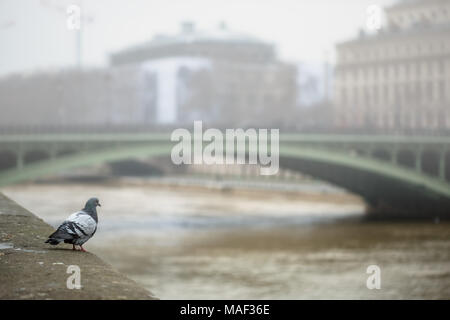 Taube sitzend auf dem Bahndamm in der Nähe des Flusses im Nebel. Stockfoto