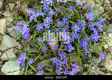 Scilla Bifolia, Alpine Blaustern Stockfoto