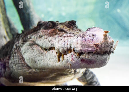 König Croc, Krokodil in Dubai Aquarium Stockfoto