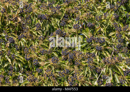 Cluster von Reifen gemeinsame Efeu Hedera helix Beeren im Sonnenschein Stockfoto