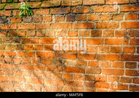 Große Weite des Red brick wall. Gut beleuchtet, die durch Sonnenlicht und dappled Shaddows. Toller Hintergrund gedreht. Stockfoto