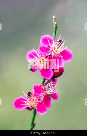 Prunus Mume Beni Chidori, bekannt als chinesische Pflaume oder japanische Aprikose in voller Blüte Stockfoto