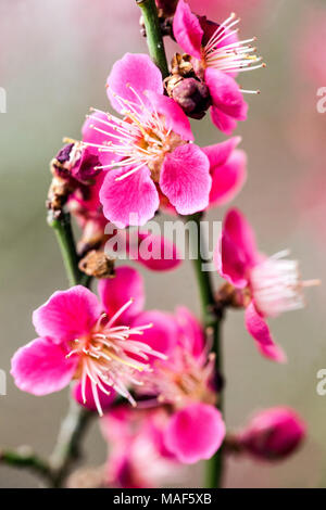 Prunus mume Beni Chidori, japanische Aprikosenbaumblüte am Ast Stockfoto