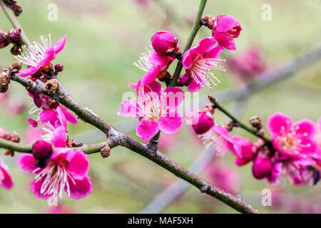 Prunus Mume Beni Chidori, bekannt als chinesische Pflaume oder japanische Aprikose in voller Blüte Stockfoto