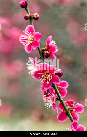 Prunus mume Beni Chidori, bekannt als chinesische Pflaume oder japanischer Aprikosenbaum in voller Blüte Stockfoto