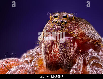 Extra-scharfen Schuß des weiblichen Wolf jumping Spider durch ein Mikroskop Stockfoto