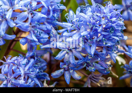 Alpine blausterne, Scilla bifolia, blühende bauchige Pflanze im Frühjahr Stockfoto