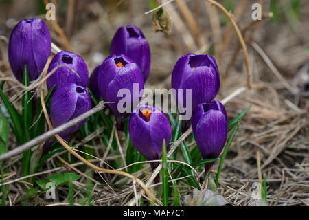 Blick auf Magic blühenden Frühlingsblumen Krokusse wachsen in der Tierwelt. Lila Krokusse wachsen von der Erde außerhalb. Stockfoto