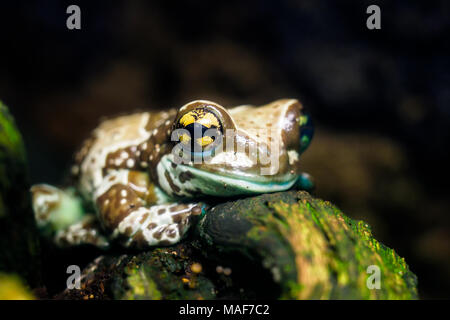 Bunte Frosch im Terrarium Trachycephalus resinifictrix. Stockfoto