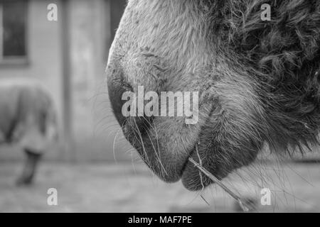 Esel Gesicht schwarz und weiß Stockfoto