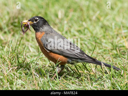 American Robin (Turdus migratorius) Sammlung Würmer auf Vancouver Island British Columbia Kanada Stockfoto