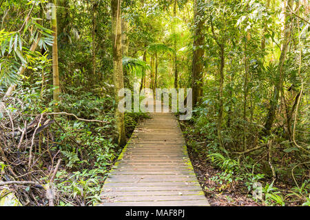 Maiala Wandergebiet im D'aguilar State Forest in der Nähe von Mount Glorreichen, Queensland, Australien Stockfoto