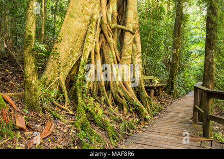 Maiala Wandergebiet im D'aguilar State Forest in der Nähe von Mount Glorreichen, Queensland, Australien Stockfoto